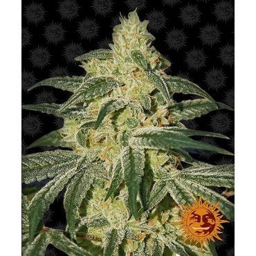 AFGHAN HASH PLANT - REGULAR