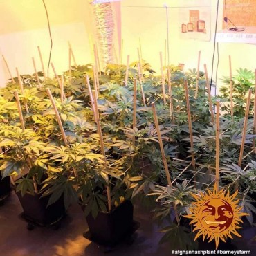 AFGHAN HASH PLANT - REGULAR