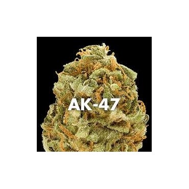 AK 47 FEMINIZADA