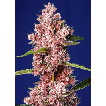 TROPICANNA POISON F1 FAST VERSION