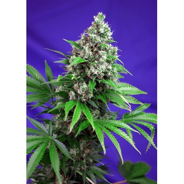 KILLER KUSH F1 FAST VERSION