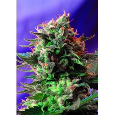 JACK 47 F1 FAST VERSION