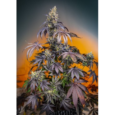 RED GORILLA GIRL XL AUTO