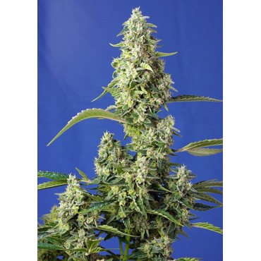 GORILLA GIRL XL AUTO