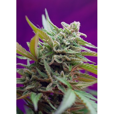 BLACK JACK AUTO