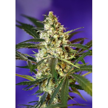 FAST BUD 2 AUTO