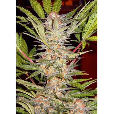 S.A.D (sweet afgani delicious)