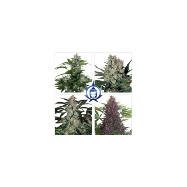 BUDDHA ASSORTED AUTO